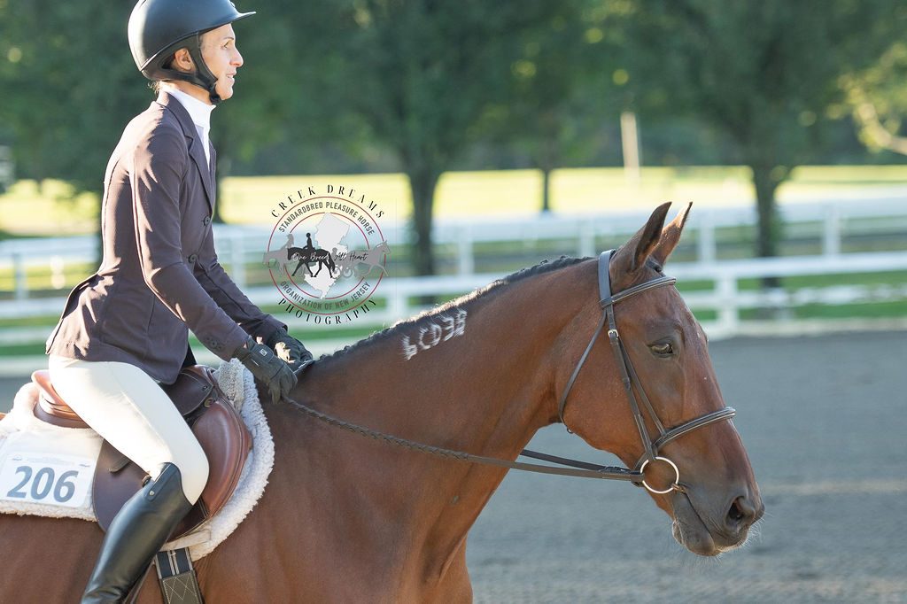 Hunter under saddle