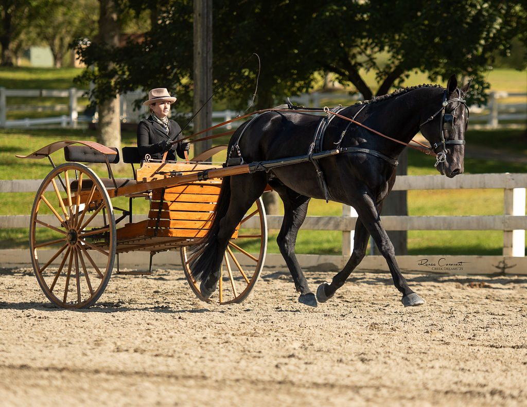 Pleasure driving in the outdoor ring