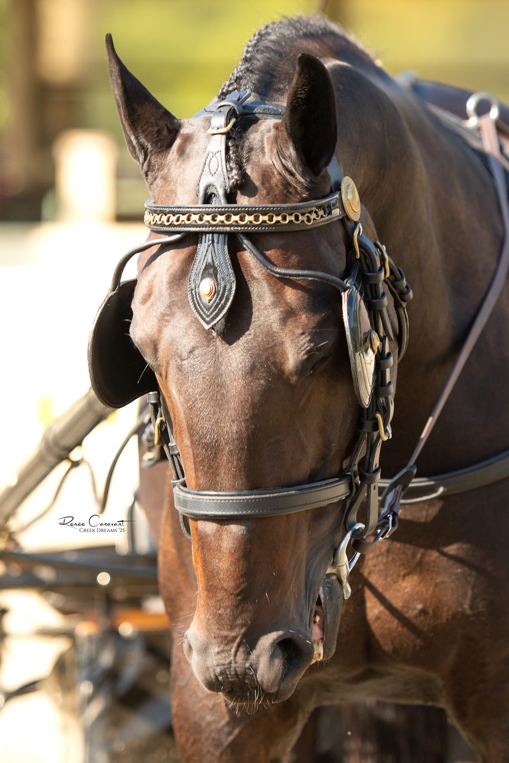 Harness detail