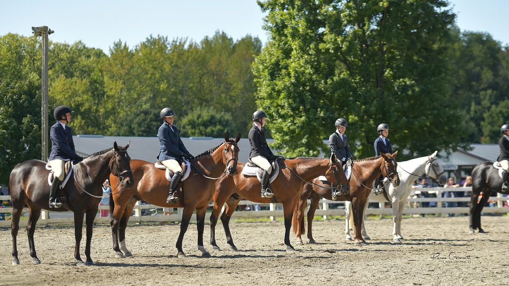 Hunter lineup at the National Standardbred Horse Show